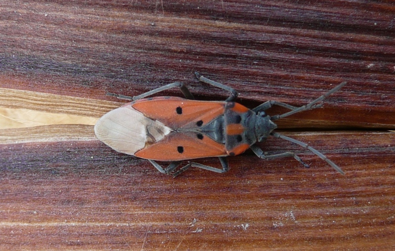 Lygaeidae: Lygaeus creticus del Veneto: Treviso!!